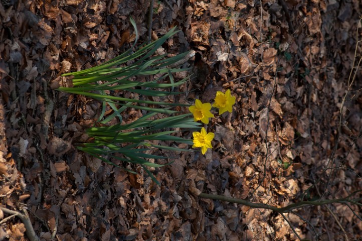 Spring Daffodils