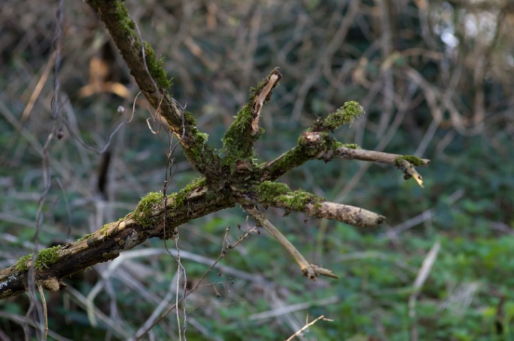 moss on the broken branches of an Alder(?) looking like an Ent reaching out