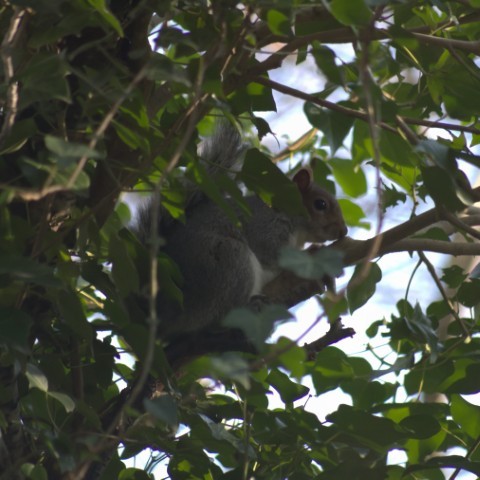 Grey Squirrel hidden in greenery even at this early time of the year
