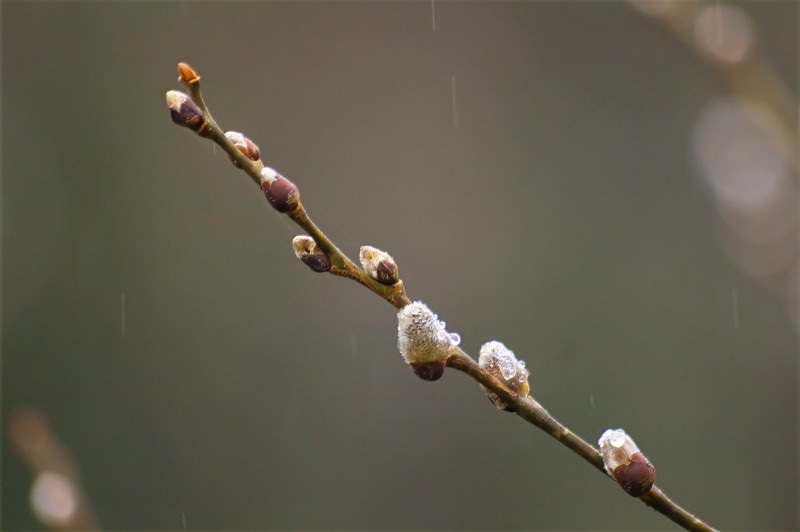 buds in the spring rain